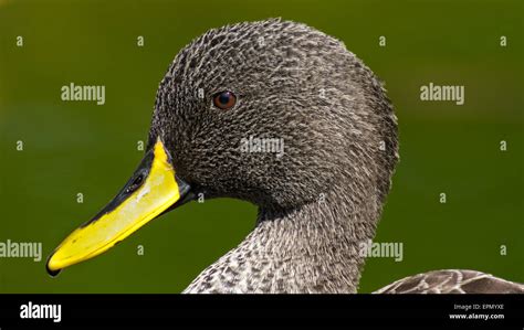 A Closeup Of An African Yellow Billed Duck Stock Photo Alamy