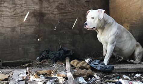 Perro encadenado después de matar a su dueño finalmente está libre de