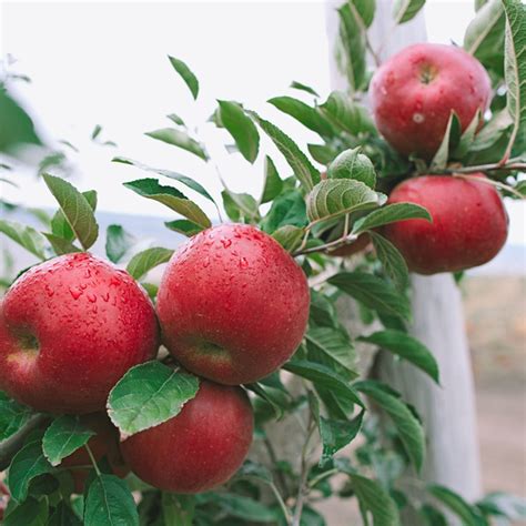 13 Heirloom Apple Varieties for the Perfect Pie