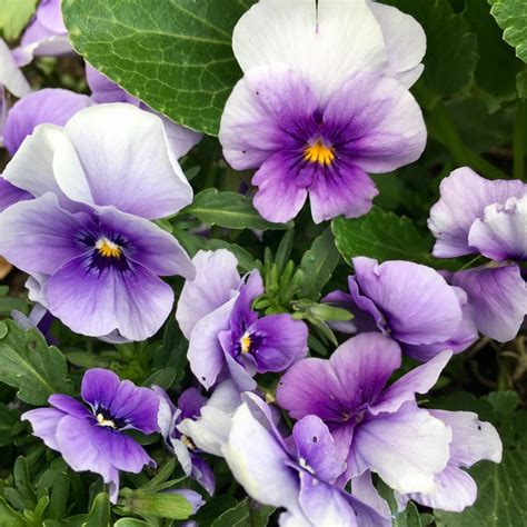 Viola Tricolor Var Hortensis Pansy Uploaded By Steven2016