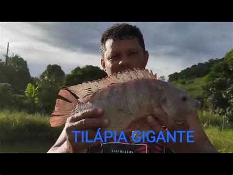 PESCARIA DE TILÁPIA GIGANTE YouTube