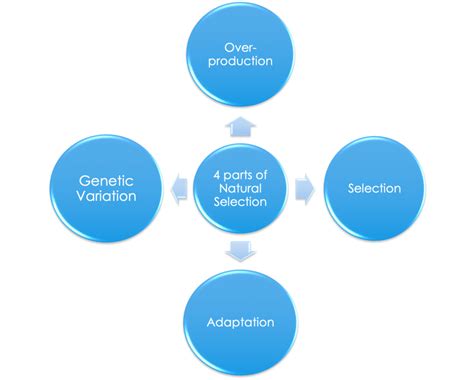 Evolution Week 3 Diagram Quizlet