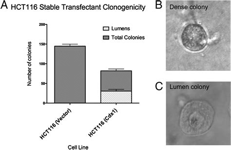 Cancer Stem Cells From Colorectal Cancer Derived Cell Lines PNAS