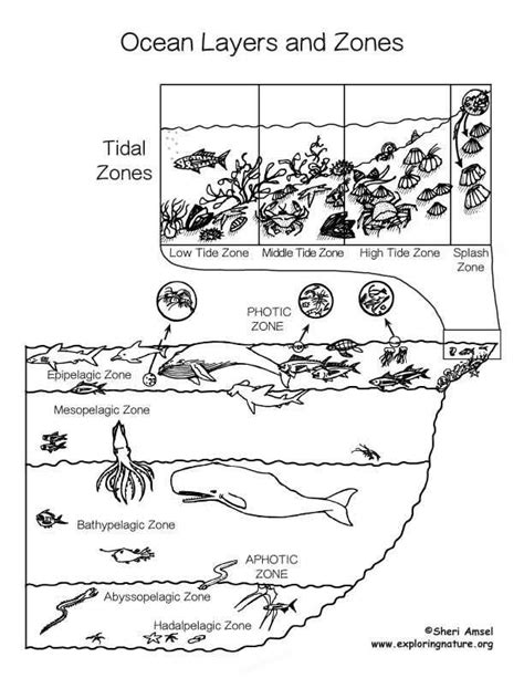 The Fascinating World of Ocean Zones: Exploring the Depths and the ...