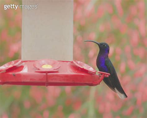 A Male Violet Sabrewing Hummingbird At A Bird Feeder