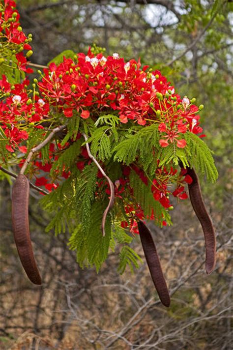 Conoce el flamboyán o árbol de la llama