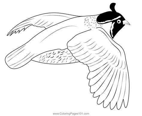 California Quail Flight Coloring Page For Kids Free Quails Printable