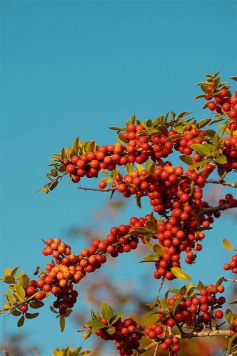 "Red Holly Berries And Colorful Blue Sky" by Stocksy Contributor ...