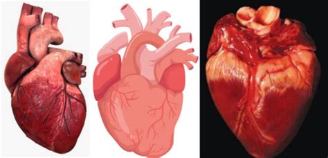 Cora O Humano Anatomia Histologia Fisiologia E Doen As