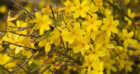 Zimski Jasmin Jasminum Nudiflorum Horting