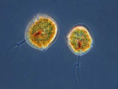 Phytoplankton Facts » CeNCOOS