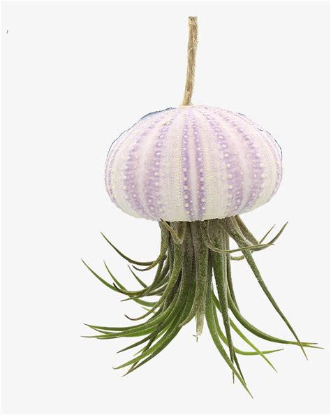 Hanging Pink Sea Urchin Jellyfish With Live Tillandsia Sea Urchin