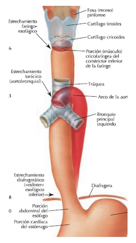 Anatomia del esófago