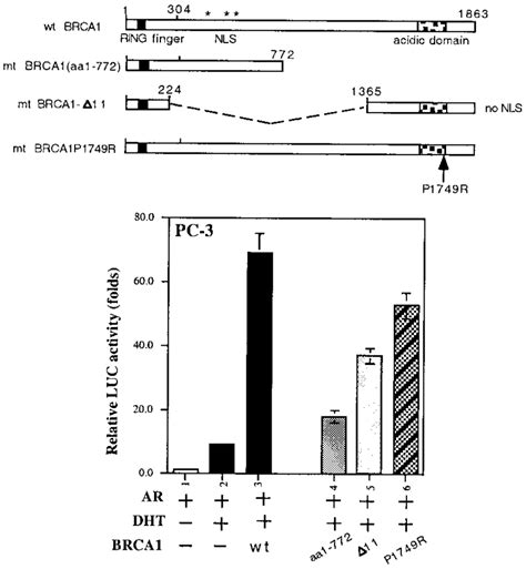 Mutations Of Brca1 Reduce The Enhancement Of Ar Transactivation Pc 3