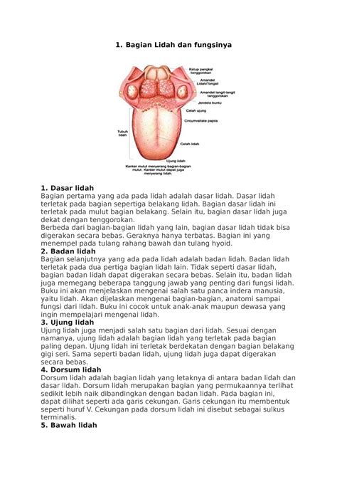 Bagian Lidah Dan Fungsinya Bagian Lidah Dan Fungsinya Dasar Lidah