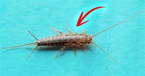 A Close Up Of A Bug On A Blue Surface With An Arrow Pointing To It