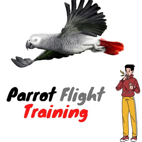 Parrot in flight - How to train a bird not to fly awa | parrot free flight