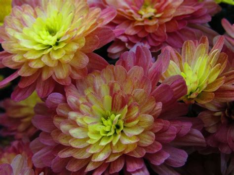 Chrysanthemum - Desktop Wallpapers, Phone Wallpaper, PFP, Gifs, and More!