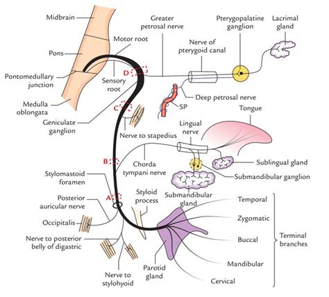 Facial Nerve Facial Nerve Anatomy Muscles Of Facial Expression