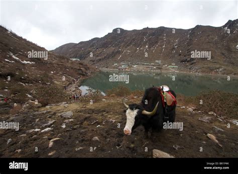 yak on the tsomgo lake Stock Photo - Alamy