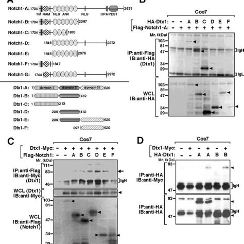 Physical Interactions Of Dtx1 With Notch1 In Mammalian Cells A Download Scientific Diagram