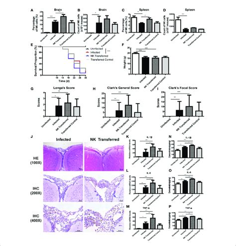 Adoptive Transfer Of Nk Cells Exacerbated Brain Damage In A