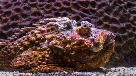 Reef stonefish: Meet the most venomous fish in the world | Knowledge News - News9live