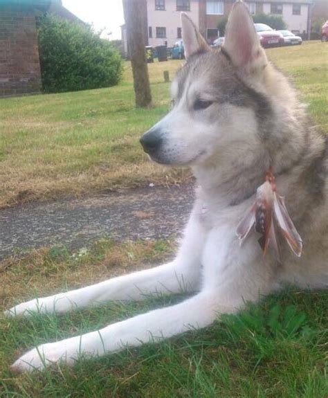 My Handsome Boy Balto | Husky, Siberian husky, Handsome boys