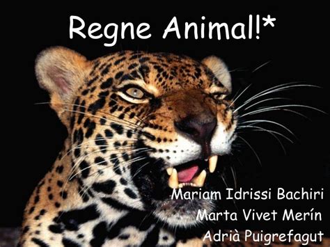 Regne animal