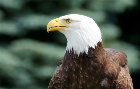 Bald Eagle Wallpaper Screensavers Wallpapersafari