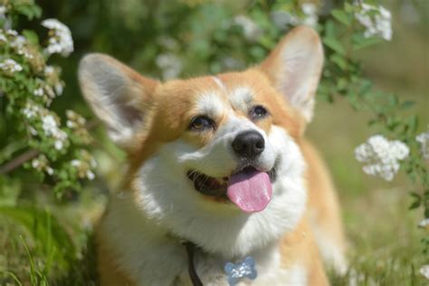 Corgi Colors: 10+ Beautiful Coat Colors And Markings