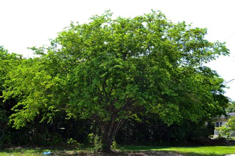 Haematoxylum Campechianum IPlantz