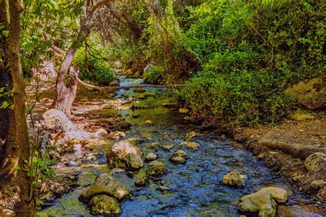 Galilee Forests The Forest Stream Etsy