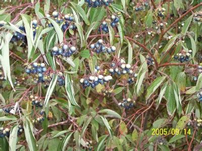 Silky Dogwood — Windbreak Trees