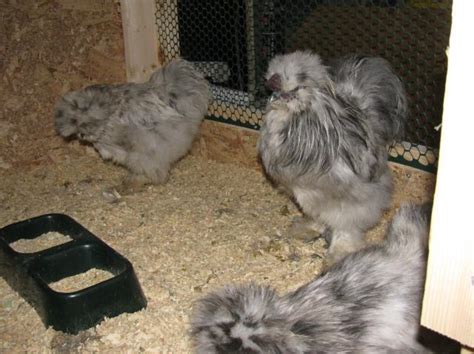 Quality Silkie Hatching Eggs 12 Blue Blacksplash White And Partridge