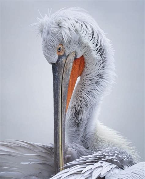 Get To Know The Dalmatian Pelican - Facts, Myths and Photos