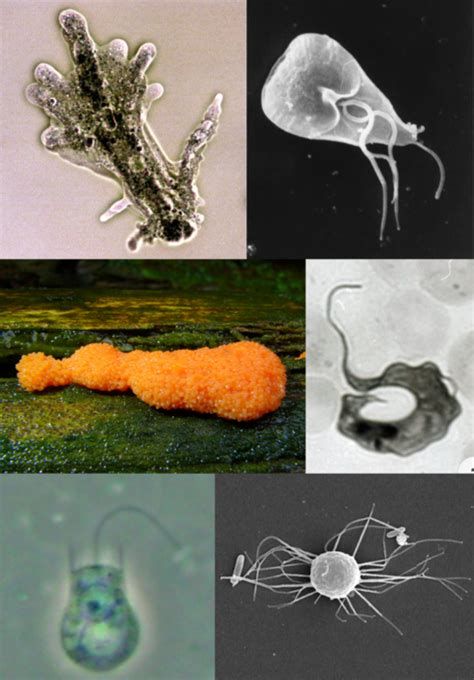 4 Main Groups Of Protozoa Owlcation