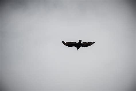 Banco de imagens asa pássaro céu voar Preto e branco Banco de