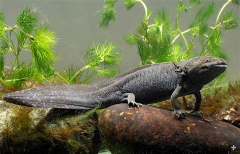 Axolotl San Diego Zoo Animals And Plants