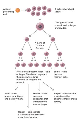 Cell Mediated Immunity Flashcards Quizlet