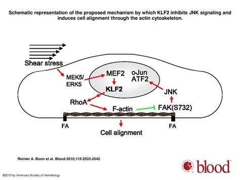 Klf2 Induced Actin Shear Fibers Control Both Alignment To Flow And Jnk