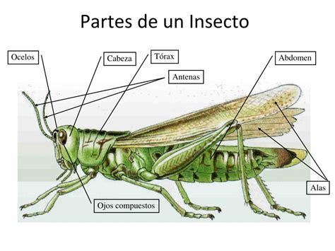 Las Partes De Un Insecto The Best Porn Website