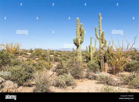 Saguaro Cactus Landscape Stock Photo - Alamy