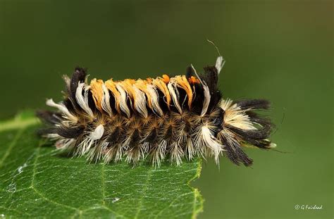 9 Different Types Of Caterpillars Caterpillar Insects Bugs And Insects