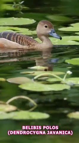 Water Bird Call Sounds Belibis Polos Dendrocygna Javanica Swampbirds