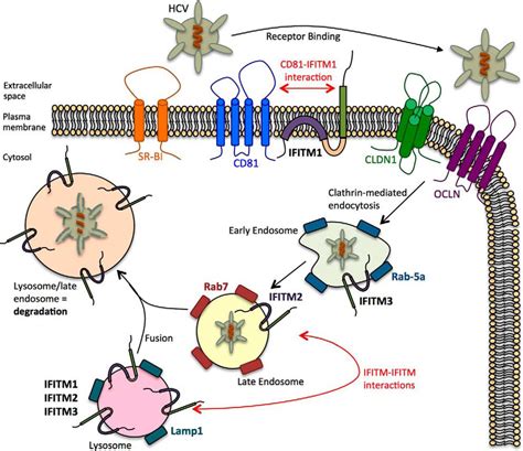 The Interferon Induced Transmembrane Proteins Ifitm1 Ifitm2 And Ifitm3 Inhibit Hepatitis C