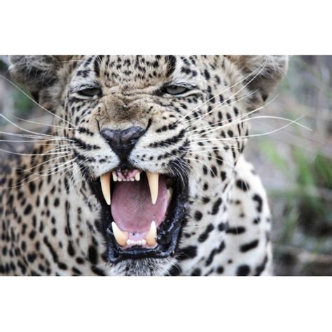 Leopard Snarl - workART prints and frames