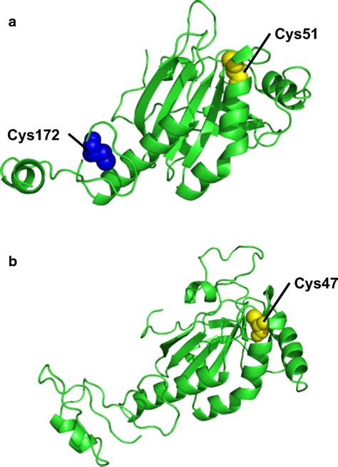 Three Dimensional Model Of Tick Peroxiredoxins A Tick Cys Prx