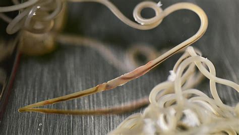 5 Silent Signs Your Furry Friend Might Be Hiding A Deadly Secret