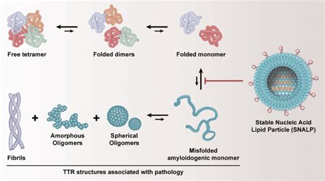 The Proper Folding Of Ttr Tetramer Into Protein And The Misfolding Of